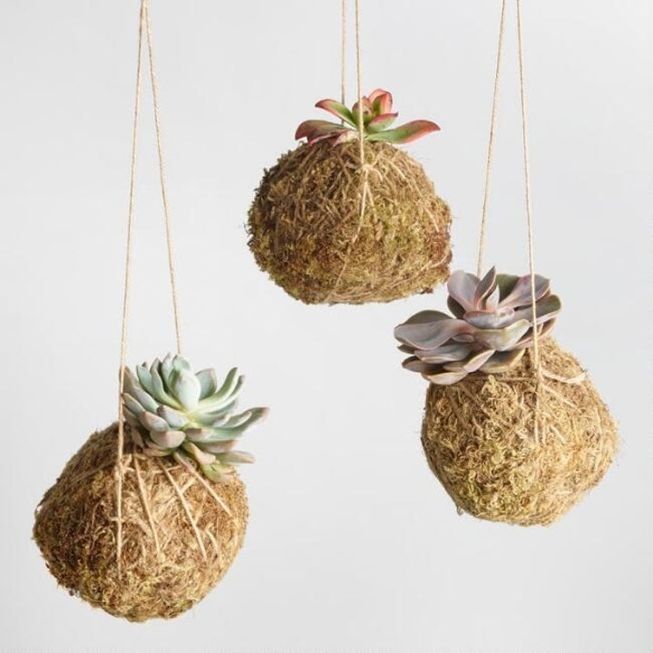 18 Of The Best Places To Buy Houseplants Online