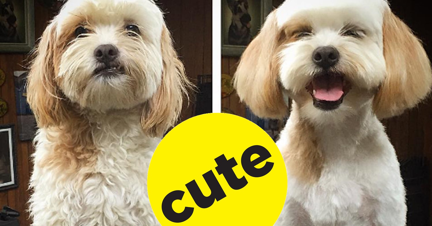 17 Doggy GlowUps That Prove How Important Grooming Is