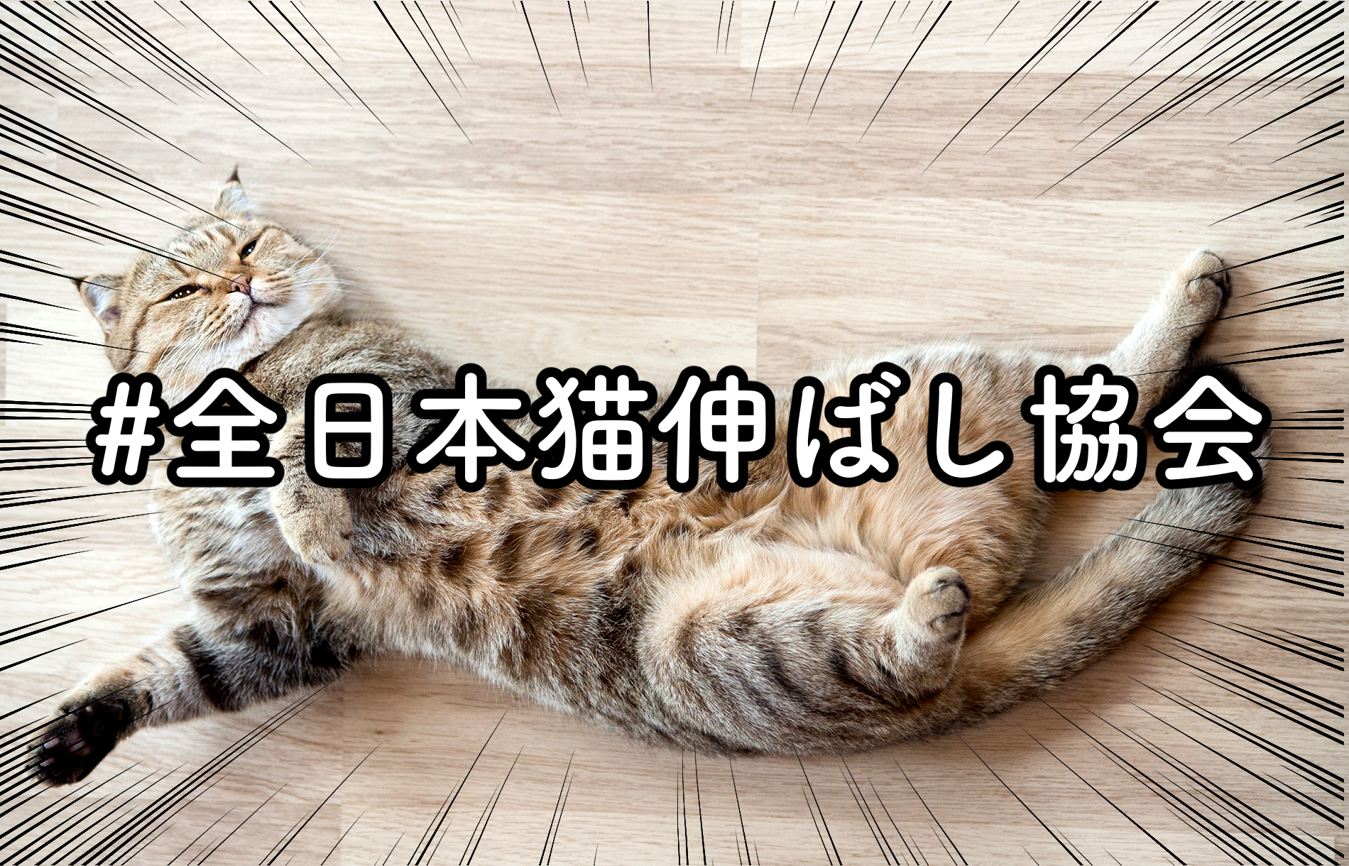 猫好き必見 話題の 全日本猫伸ばし協会 が可愛すぎる