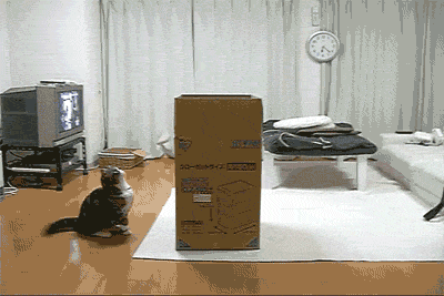 Les chats ont une inépuisable curiosité qui les conduit à sans cesse explorer le monde qui les entoure. Ils furètent de partout, sentent, auscultent avec une grande attention tous les objets, les nouveaux endroits inexplorés. Si vous ne savez pas comment cultiver cette curiosité, essayez d'apprendre chaque jour une nouvelle chose (même une toute petite, comme un nouveau mot, par exemple). L'important, c'est de s'exercer dans la durée : un instant de curiosité par jour, c'est 365 nouvelles connaissances par an, et pour votre culture comme pour votre bien-être, ça fait toute la différence !