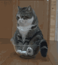 Vous l'avez sûrement remarqué, les chats se moquent éperdument du regard des autres auquel nous, humains, accordons souvent trop d'importance. Le chat est très indépendant et il a bien raison. L'idée n'est pas de ne penser qu'à soi, mais de se détacher de la tentation de faire les choses pour «paraître» au lieu de les faire parce qu'on les aime et qu'on en a envie. Alors assumez vos passions secrètes, faites votre vie sans vous soucier de ce qu'on en pense et soyez-vous mêmes. Et si vous aimez les pizzas à l'ananas par exemple, revendiquez haut et fort que vous aimez les pizzas à l'ananas :)
