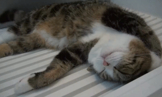 Tout l'art de bien dormir repose sur le plaisir de l'endormissement, et ça, le chat l'a bien compris, lui qui multiplie les séances de dodo tout au long de la journée. Vous aussi, prenez le temps de bien dormir. Couchez vous tôt, redécouvrez le plaisir de la veillée, en un mot : soignez vos endormissements.