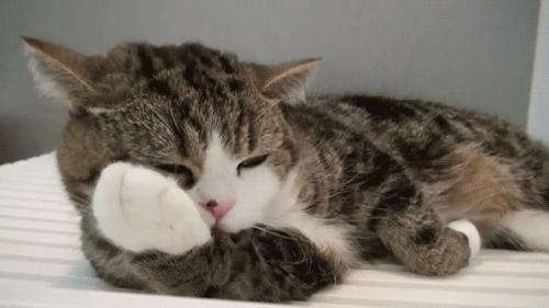 Le chat accorde beaucoup d'importance à son propre bien-être et parfois, nous devrions en faire autant. Cela ne veut pas dire être égoïste ou nombriliste, mais de temps en temps, il est bon de penser à soi avant de penser aux autres. On ne peut rien donner aux autres si l’on ne sait rien se donner à soi.