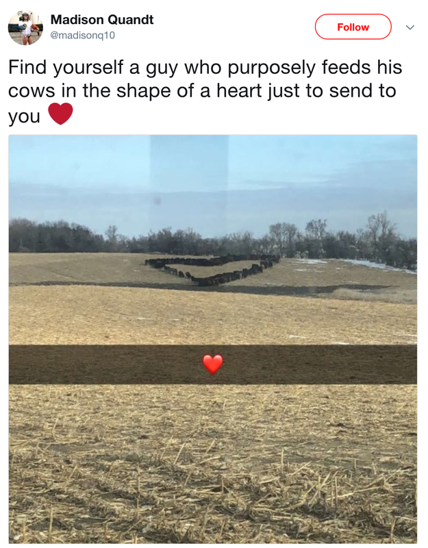A cow kinda love: