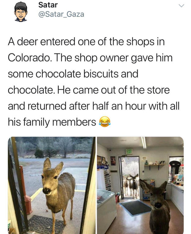 All the brilliant, brilliant deers: