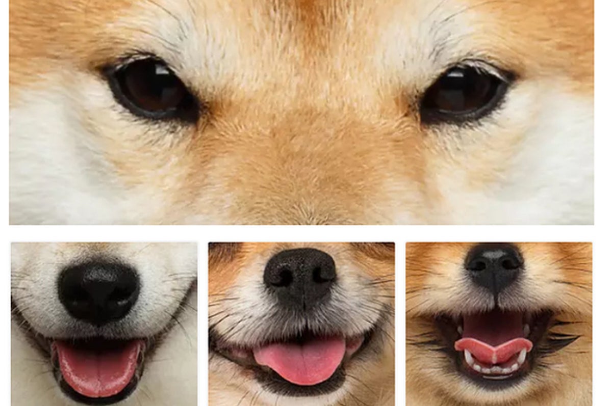 do dogs smile with their eyes