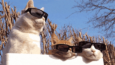 Parfois, on aimerait être quelqu'un d'autre et on passe alors beaucoup trop de temps à s'imaginer d'autres talents, une autre vie ou encore un autre corps. Le chat, lui, est heureux de ce qu'il est, comme le prouve son attitude parfois un peu hautaine à l'égard des autres animaux. Se focaliser sur ce que nous aimerions être plutôt que sur ce que nous sommes est le meilleur moyen d'être malheureux-se. Vous êtes différent-e des autres, vous êtes quelqu'un d'unique, cultivez cette différence et faites-en une richesse !