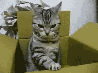 Ah ça, les chats ne font pas dans le détail : quand ils n'ont pas envie de faire quelque chose, ils ne le font pas, et n'accepteront jamais rien pour faire plaisir aux autres. Apprendre à dire non, c'est savoir se faire respecter de son entourage qui pourrait être tenté de profiter de votre gentillesse si vous ne savez pas vous-même poser des limites.