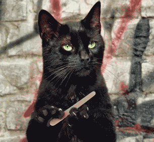 Les chats sont souvent silencieux et observateurs (quand ils ne sont pas en train de transformer vos rideaux en charpie parce que c'est l'heure de jouer, bien sûr). Cette passivité est une force dont on devrait plus souvent s'inspirer : se taire, prendre le temps de réfléchir et d'observer son environnement, c'est éviter de dire ou de faire des choses qui ne sont finalement pas dans notre intérêt, c'est apprendre à contrôler ses émotions, et c'est aussi développer son sens de l'écoute. Une qualité précieuse !