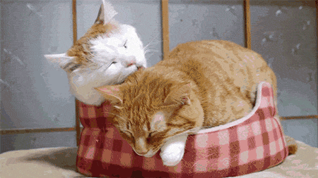 Le chat est un animal territorial : il aime choyer sa maison, s'aménager de petits recoins favoris pour faire une sieste confortable et se sentir en sécurité. À tel point qu'on dit souvent que «ce n'est pas le chat qui habite chez nous, c'est nous qui habitons chez notre chat» ! Vous aussi, soignez votre lieu de vie et faites-en un endroit accueillant et confortable pour améliorer votre bien-être et votre santé mentale.