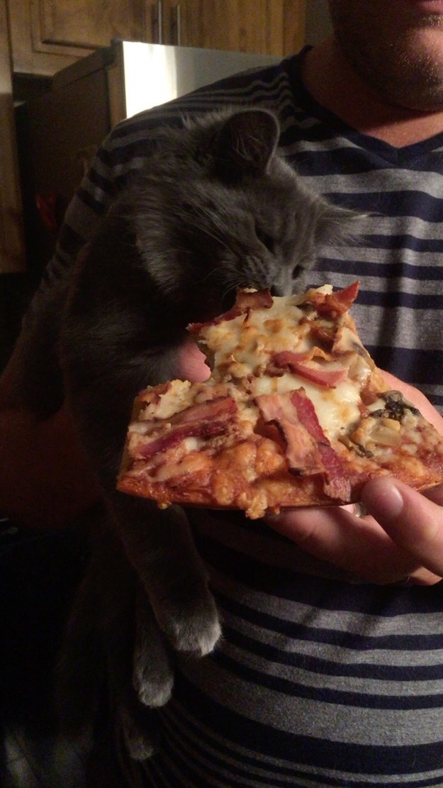 This very hungry kitty cat who will purr for pizza.