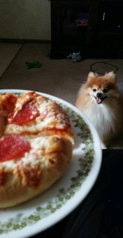 This Pomeranian who can't help but smile when she sees a slice.