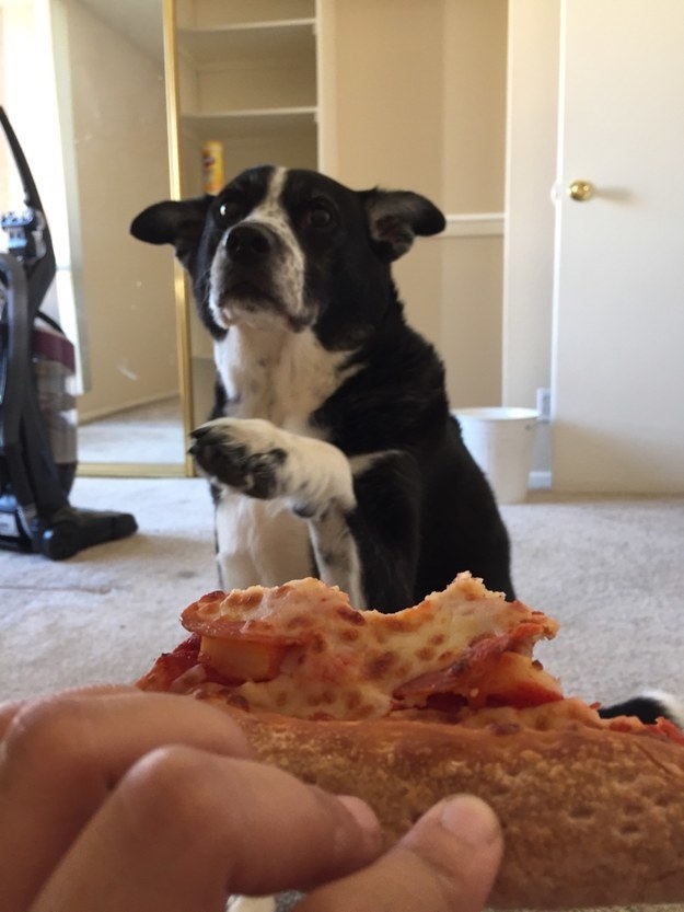 And this good boy who just wants to hold his own slice.