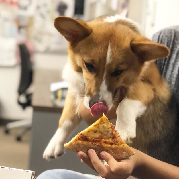 This Corgi whose day is made.