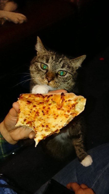 And this cat who actually may be possessed by pizza.