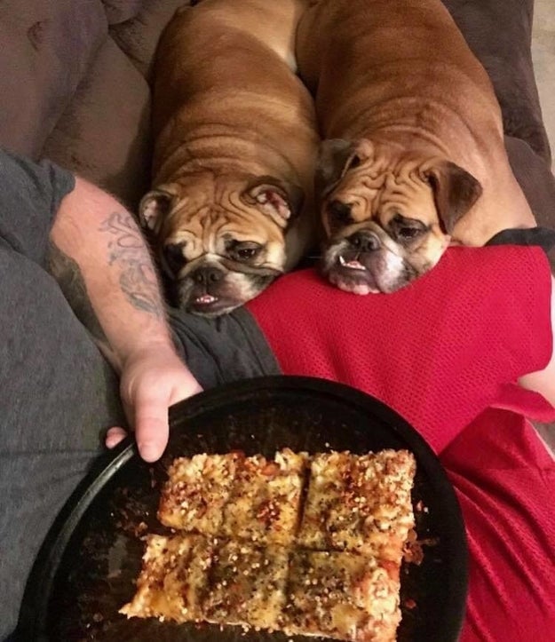 These verrrryyyyy good boys.