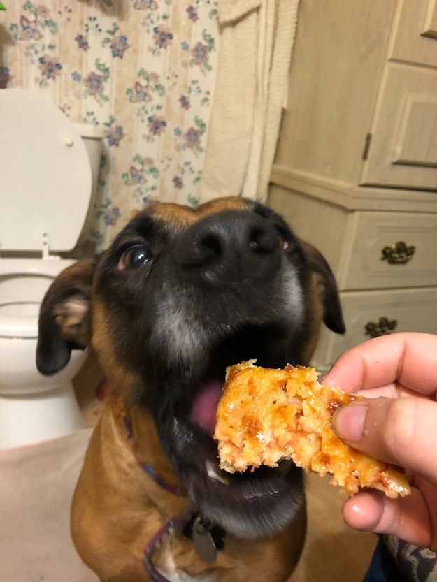 This pupper who prefers to eat pizza in the bathroom.