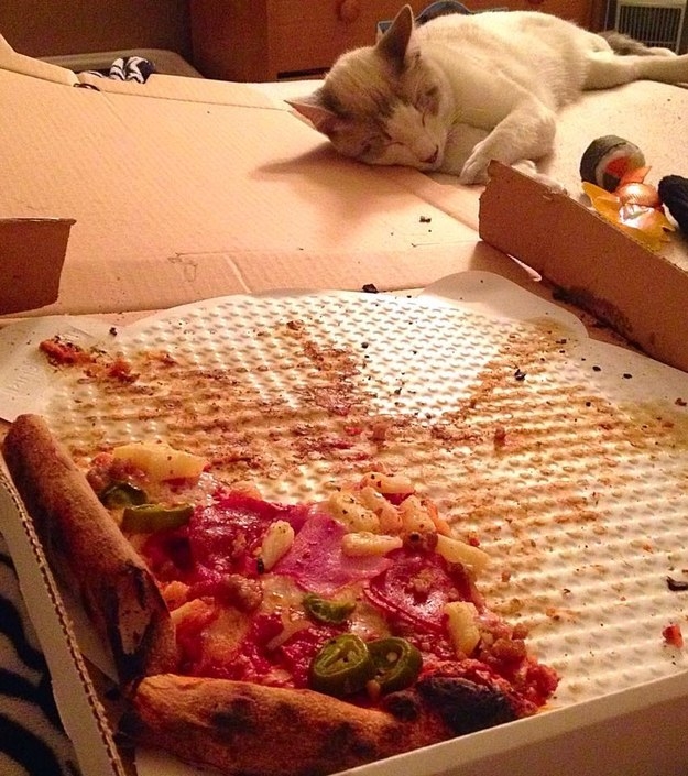 This kitty who ate one too many slices.