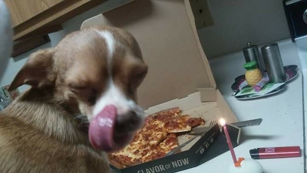 And this smart pupper who knows pizza &gt; birthday cake.