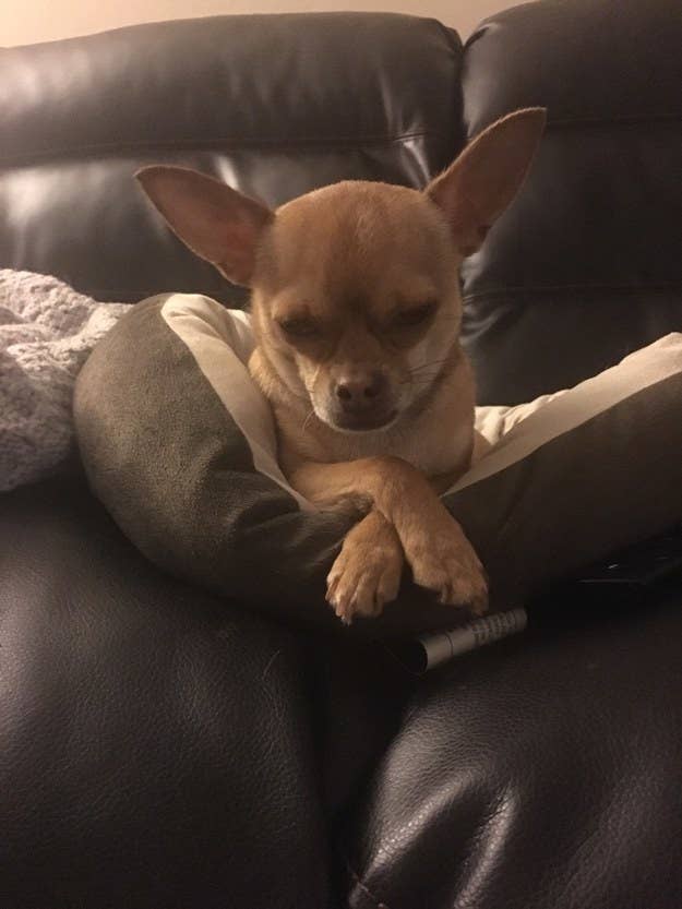 "Peanut is every mom or dad who goes, 'I'm not mad; I'm just disappointed.'" —cheersavl