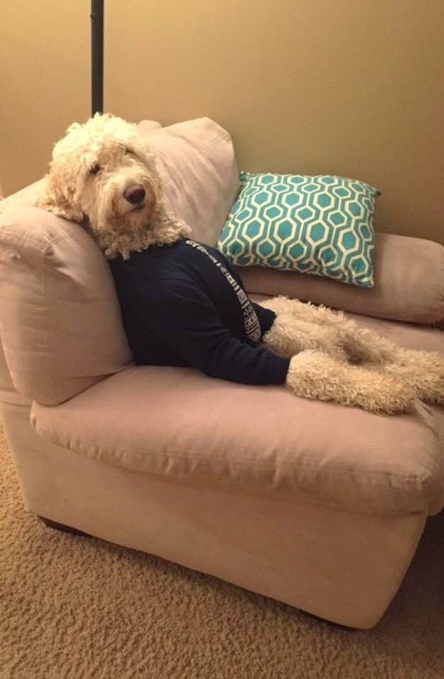"My dog looks like I just walked in past curfew." —katiemo92