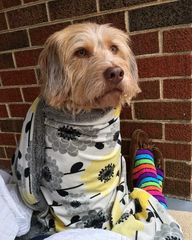 "My Ralfie! He’s a 5-year-old rescue and the love of my life. When we saw him in the shelter, looking up at us with those humanlike eyes, we knew he was the one!" —kristenjeanc