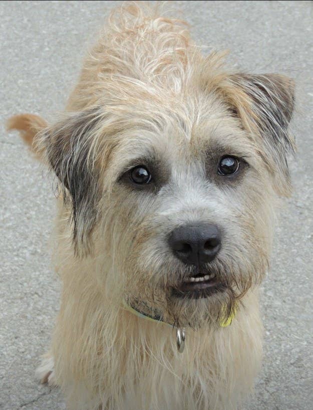 "People have said that he looks like a human wearing a dog mask." —schaem2