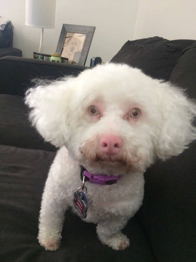 "This is Molly, my albino Bichon rescue. She is a very special girl who had a hard life before coming to my husband and me." —addieb
