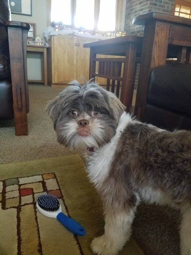 "He always looks like either an old man or an Ewok. We can’t choose." —abbyk4907b9f1d