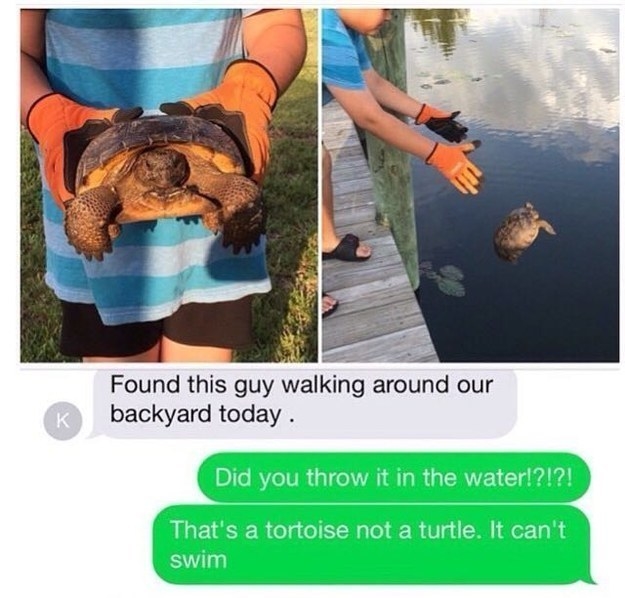 This guy made the ultimate mistake "rescuing" this tortoise.