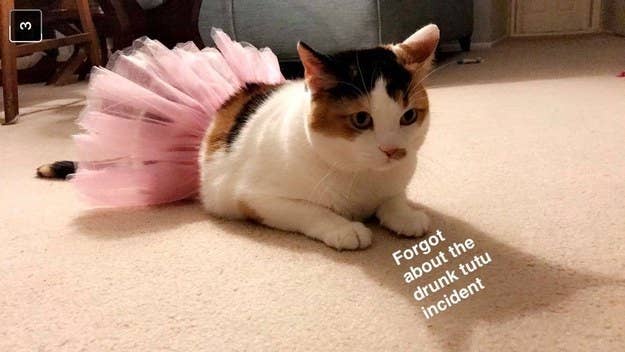 A cat dressed in a tutu