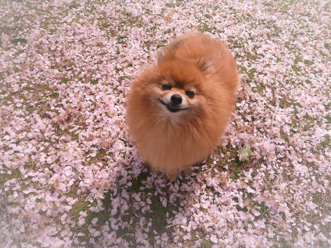 桜に見とれている犬たちがかわいすぎるんだけど
