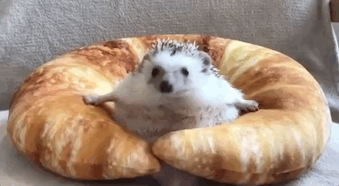 どうしよう 回り続ける ハリネズミ列車 がかわいすぎて永遠に見てられるんだけど