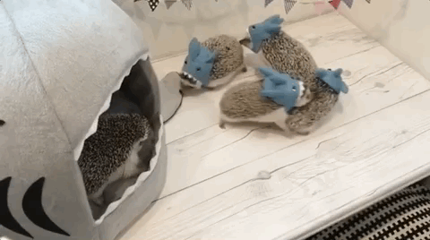 どうしよう 回り続ける ハリネズミ列車 がかわいすぎて永遠に見てられるんだけど