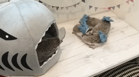 どうしよう 回り続ける ハリネズミ列車 がかわいすぎて永遠に見てられるんだけど