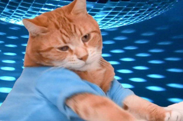 The Iconic Second Keyboard Cat Has Died And People Are ...