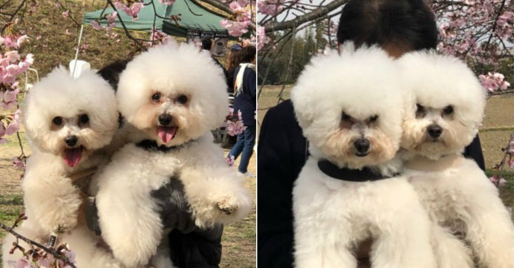 パパとママで表情の差がありすぎる犬2匹が 笑っちゃいけないけど笑ってしまう