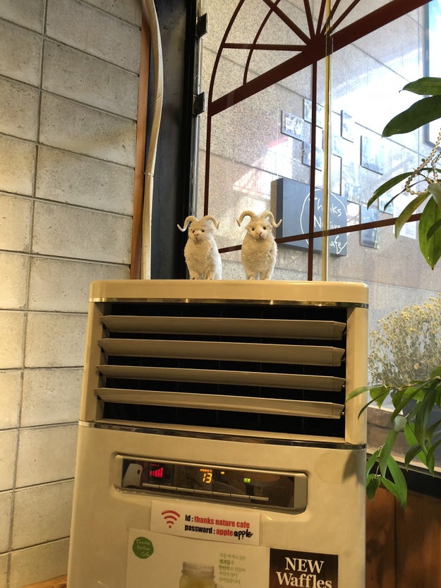 Even sheep on top of the air conditioning.
