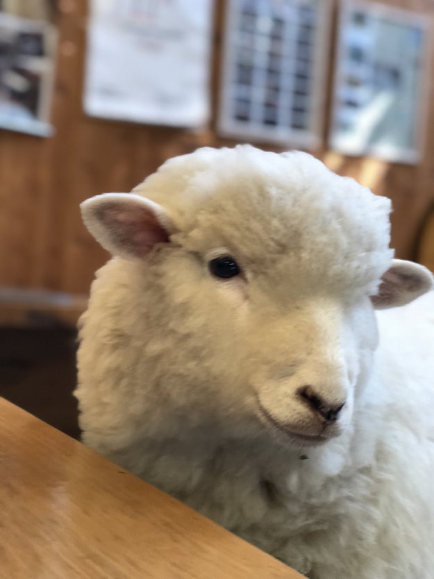 In conclusion: I love the sheep cafe. And here is portrait mode being used as it is intended. To take pics of sheep at the sheep cafe. Hi.