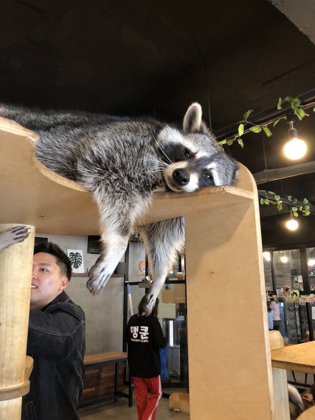 You may have heard about the Raccoon Cafe. A surprisingly adorable and iconic establishment. But I'm not here to talk about that.