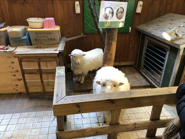 They hang outside by their little house and enjoy their lovely life as sheep!