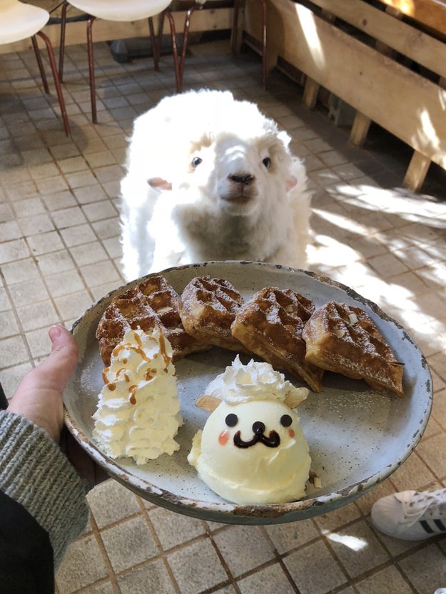 And sheep themed waffles. The resemblance is uncanny.
