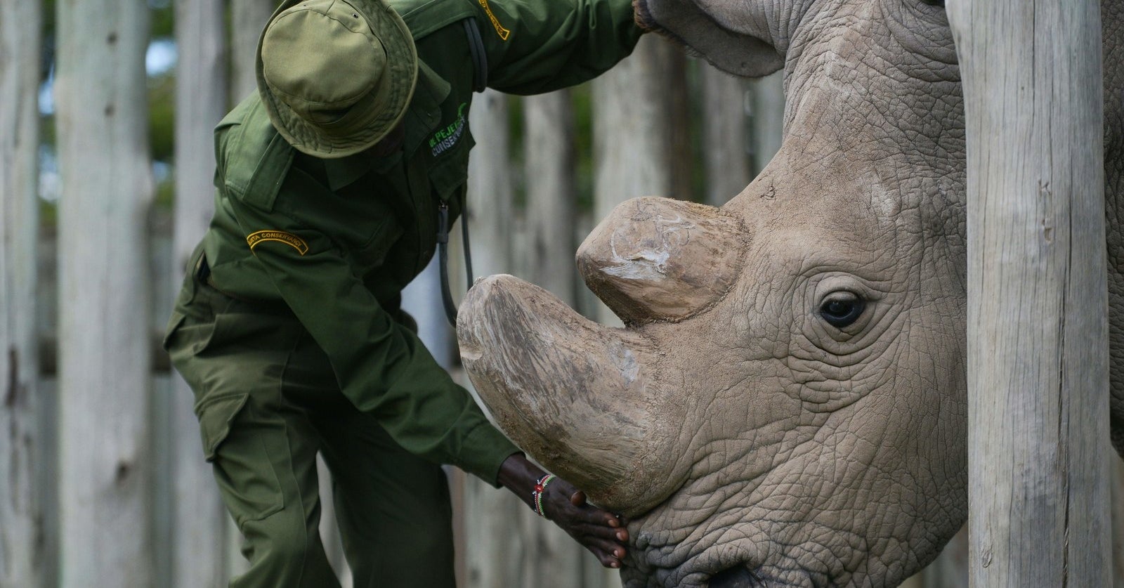 The Last Male Northern White Rhino In The World Has Died