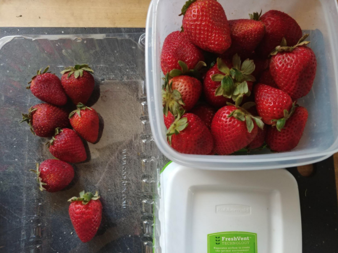 These Miracle Plastic Containers Keep Berries Day One Fresh For