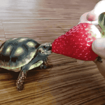 gif of a turtle taking a bite of a strawberry