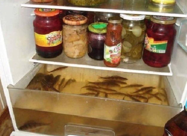 This roommate made an aquarium in the fridge: