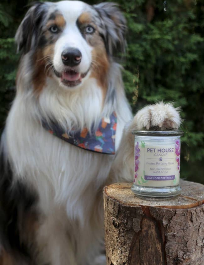 dog poses with glass candle