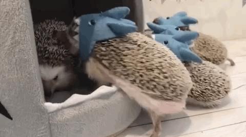 どうしよう 回り続ける ハリネズミ列車 がかわいすぎて永遠に見てられるんだけど