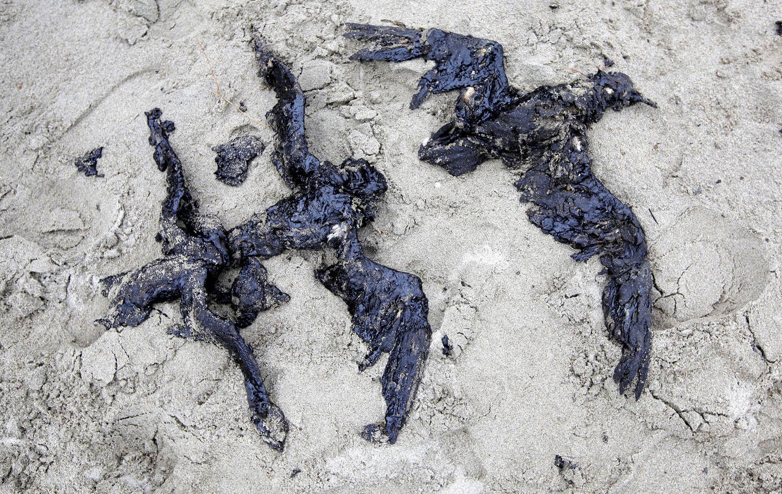 ニュージーランド・パパモアビーチでは運搬船からの原油漏れの影響で死んだ海鳥の死骸が見つかった。(2011年10月12日)
