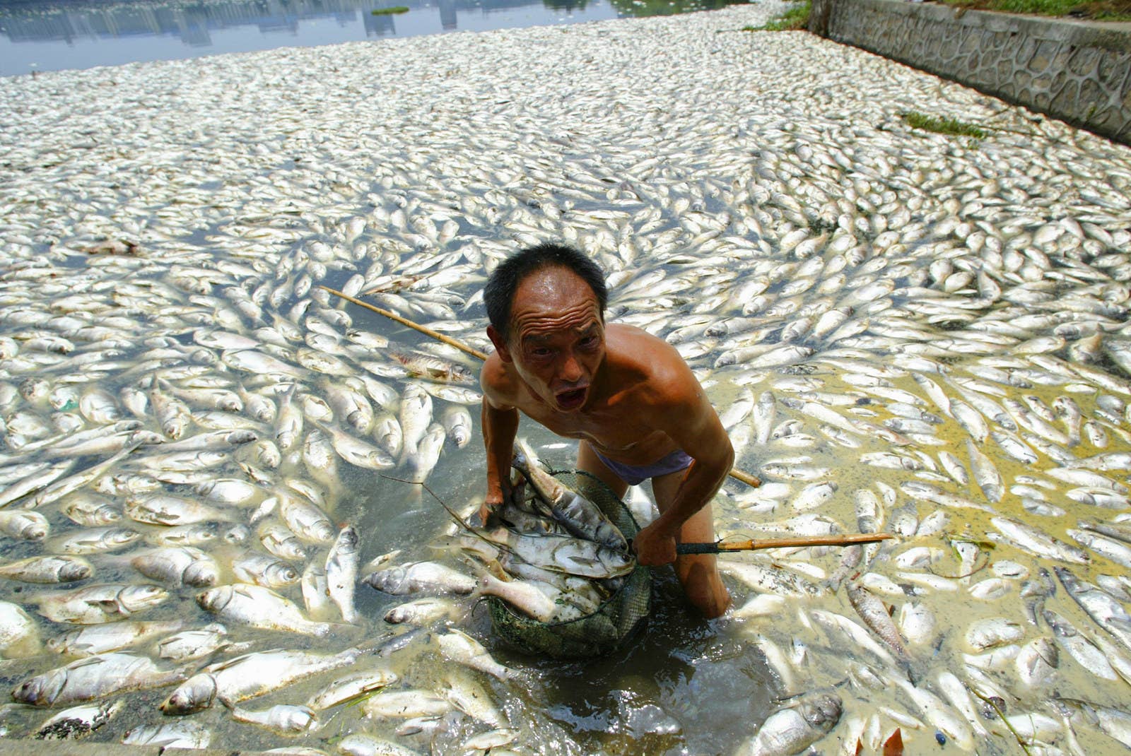 中国の武漢。湖の死んだ魚を片付けている男性。この時、水質汚染と水温上昇の影響で49トンもの魚が死んだと地元メディアでは報じられた。(2007年7月11日)